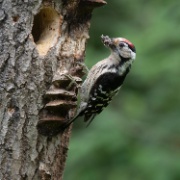 Lesser Spotted Woodpecker - Hungary